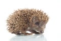 Young hedgehog in front of a white background