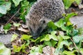 Young hedgehog in garden