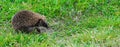 Young hedgehog on green grass