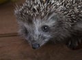 Young hedgehog i on the wood background