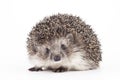 Young hedgehog isolated background Royalty Free Stock Photo