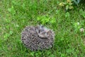 Young hedgehog protects himself