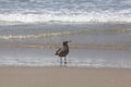 A Heerman`s Gull wading on the Pacific Venice Beach Shore Royalty Free Stock Photo