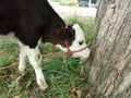 Young Heifer Calf Licking Tree Bark Royalty Free Stock Photo