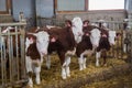 Young heifers of Monbeliards breeding in free livestock stall