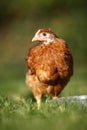 Young Hen Royalty Free Stock Photo
