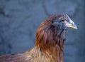 Young Hen Royalty Free Stock Photo