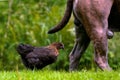 A young hen follows a dog Royalty Free Stock Photo