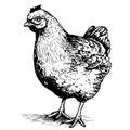 Young hen chicken farm hand drawn sketch Vector illustration Royalty Free Stock Photo