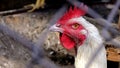 A young Hen laid an egg Royalty Free Stock Photo