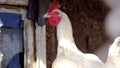 A young Hen laid an egg Royalty Free Stock Photo