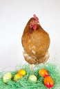 Young Hen with painted Eggs Royalty Free Stock Photo