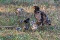 A young hen teaches her chicks to find food