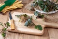 Young Herb Bennet plants with roots on a table Royalty Free Stock Photo