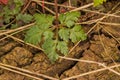 young herb-robert plant growig on a piece of wood