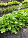 Young herb vegetables plants growing soil Seedlings ground Royalty Free Stock Photo