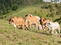 Young herd of Brahman cattle in  North Queensland Royalty Free Stock Photo