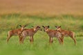 Young herd Sassaby, in green vegetation, Okavango delta, Botswana. Widlife scene from nature. Common tsessebe, Damaliscus lunatus Royalty Free Stock Photo