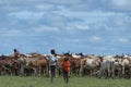 Young herdsmen herding herd of African cattle