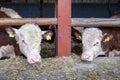 young hereford bulls in half open stable