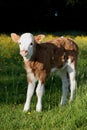 Young Hereford calf