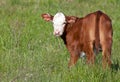 Young Hereford calf Royalty Free Stock Photo