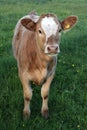 Young Hereford Calf