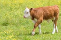 Young Hereford calf walks with hoof pointed