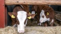 young hereford calves in half open stable