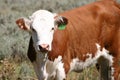 Young Hereford Cow Royalty Free Stock Photo