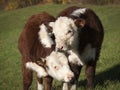 Young Hereford Cows