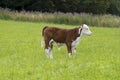 Young Hereford male Calf Royalty Free Stock Photo