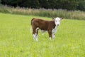 Young Hereford male Calf Royalty Free Stock Photo