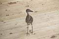 Young Heron on Deck Royalty Free Stock Photo