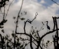 Young Heron Silhouette Perched on Branch Royalty Free Stock Photo