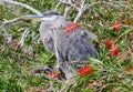 Young Heron in Tree