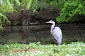 A young heron walking in the city park Royalty Free Stock Photo