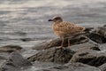 Young herring gull on stone. Side view of bird in natural habitat Royalty Free Stock Photo