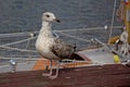 Young herring gull on a sailship, selective focus Royalty Free Stock Photo