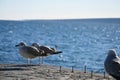 Young herring gulls living on the coast of the Adriatic Sea.