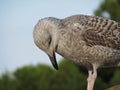 Young herring seagull bowing respectfully Royalty Free Stock Photo