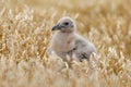 Young hidden brown skua, Catharacta antarctica, water bird sitting in the autumn grass, Norway. Skua in the nature habitat. Bird i