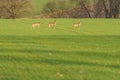 Young hidden deer grazing on juicy green grass