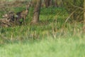 Young hidden deer grazing on juicy green grass