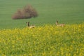 Young hidden deer grazing on juicy green grass