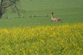 Young hidden deer grazing on juicy green grass