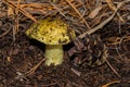 Young high mushroom Tricholoma equestre and knobble in pine forest closeup.