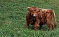 A young Highland breed cow with long shaggy hair on a deep green meadow in Weinfelden, Switzerland.