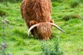 Highland bull in Scotland Royalty Free Stock Photo