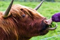 Highland bull in Scotland Royalty Free Stock Photo